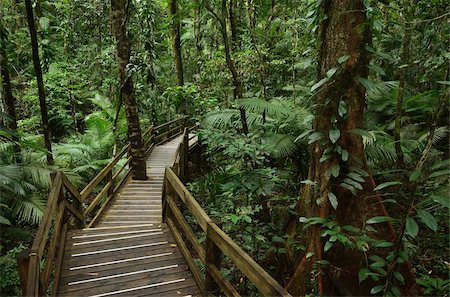 rain forest - Boardwalk through rainforest, Daintree National Park, UNESCO World Heritage Site, Queensland, Australia, Pacific Stock Photo - Rights-Managed, Code: 841-05960841