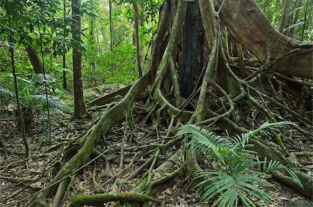 Tree roots, Mossman Gorge, Daintree National Park, UNESCO World Heritage Site, Queensland, Australia, Pacific Stock Photo - Rights-Managed, Code: 841-05960851