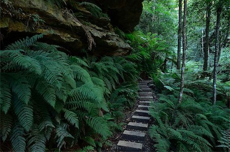 Walking track, Grand Canyon, Blue Mountains National Park, UNESCO World Heritage Site, New South Wales, Australia, Pacific Foto de stock - Direito Controlado, Número: 841-05960885