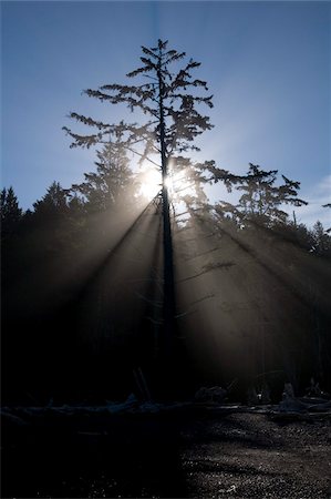 Sun rays through coastal forest, Rialto Beach, Olympic National Park, UNESCO World Heritage Site, Washington State, United States of America, North America Stock Photo - Rights-Managed, Code: 841-05960907