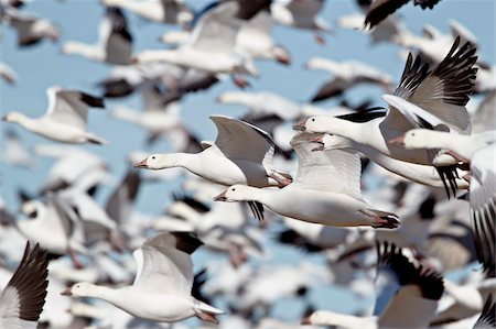Flock of snow goose (Chen caerulescens) blasting off, Bosque del Apache National Wildlife Refuge, New Mexico, United States of America, North America Stock Photo - Rights-Managed, Code: 841-05960908