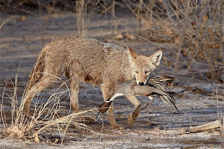 simsearch:841-05961420,k - Coyote (Canis latrans) avec un NorthernpPintail (Anas acuta) dans sa bouche, Bosque Del Apache National Wildlife Refuge, au Nouveau-Mexique, États-Unis d'Amérique, l'Amérique du Nord Photographie de stock - Rights-Managed, Code: 841-05960909