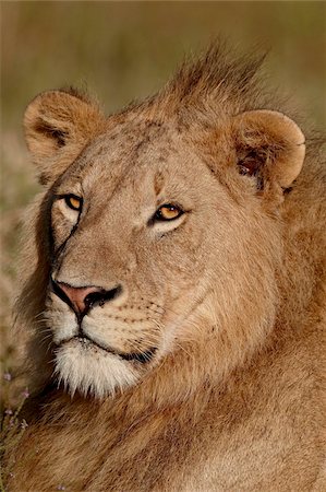 single lion - Lion (Panthera leo), Ngorongoro Crater, Tanzania, East Africa, Africa Stock Photo - Rights-Managed, Code: 841-05960919