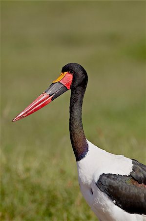 red bird feathers - Male saddle-billed stork (Ephippiorhynchus senegalensis), Ngorongoro Crater, Tanzania, East Africa, Africa Stock Photo - Rights-Managed, Code: 841-05960912