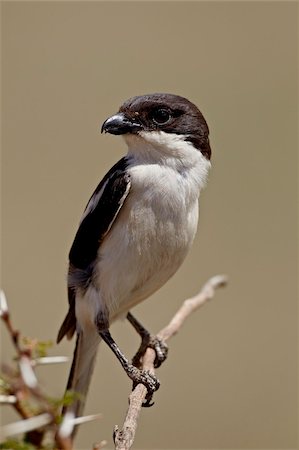 simsearch:6119-08211445,k - Fiscal shrike (common fiscal) (Lanius collaris), Ngorongoro Crater, Tanzania, East Africa, Africa Stock Photo - Rights-Managed, Code: 841-05960913