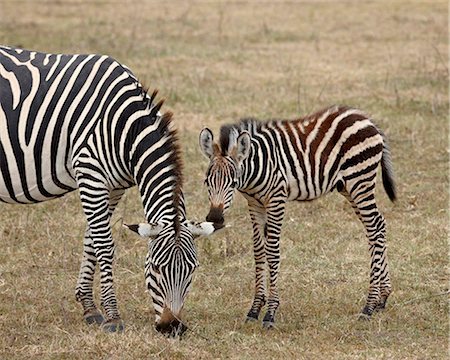 Commune mare (Equus burchelli) de zebra (zèbre de Burchell) et colt, le cratère de Ngorongoro, Tanzanie, Afrique de l'est, Afrique Photographie de stock - Rights-Managed, Code: 841-05960924