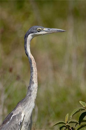 simsearch:841-06447374,k - Black-headed heron (Ardea melanocephala), Ngorongoro Crater, Tanzania, East Africa, Africa Stock Photo - Rights-Managed, Code: 841-05960928