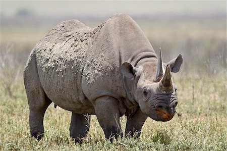 Black rhinoceros (hook-lipped rhinoceros) (Diceros bicornis), Ngorongoro Crater, Tanzania, East Africa, Africa Fotografie stock - Rights-Managed, Codice: 841-05960929