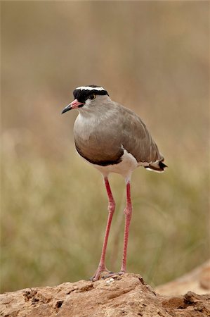 Crowned plover (crowned lapwing) (Vanellus coronatus), Ngorongoro Crater, Tanzania, East Africa, Africa Foto de stock - Con derechos protegidos, Código: 841-05960922