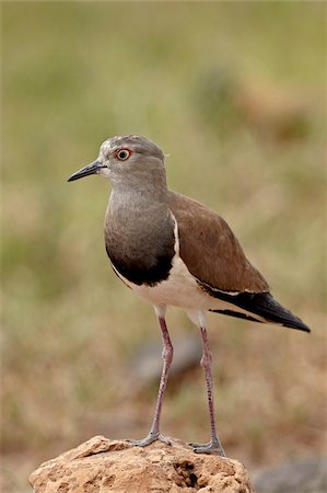 Black-winged plover (black-winged lapwing) (Vanellus melanopterus), Ngorongoro Crater, Tanzania, East Africa, Africa Stock Photo - Rights-Managed, Code: 841-05960923