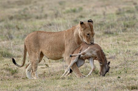 dead animal - Lioness (Panthera leo) carrying a baby blue wildebeest (brindled gnu) (Connochaetes taurinus) kill, Tanzania, East Africa, Africa Stock Photo - Rights-Managed, Code: 841-05960936