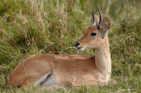 simsearch:841-05783220,k - Bohor reedbuck (Redunca redunca) buck, Serengeti National Park, Tanzania, East Africa, Africa Stock Photo - Rights-Managed, Code: 841-05960939