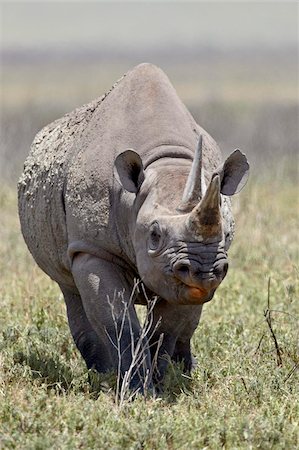 schwarzes nashorn - Black rhinoceros (hook-lipped rhinoceros) (Diceros bicornis), Ngorongoro Crater, Tanzania, East Africa, Africa Foto de stock - Con derechos protegidos, Código: 841-05960930