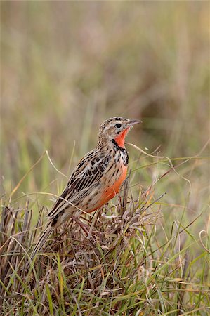 simsearch:841-03490253,k - Rosy-breasted longclaw (pink-throated longclaw) (Macronyx ameliae), Ngorongoro Crater, Tanzania, East Africa, Africa Stock Photo - Rights-Managed, Code: 841-05960933