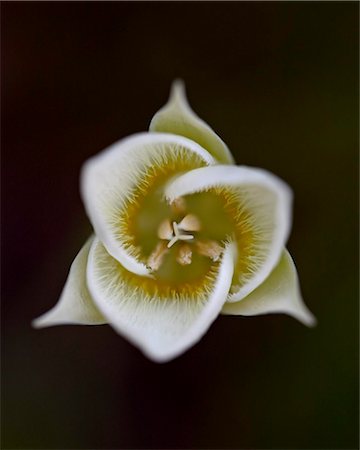 simsearch:841-06342512,k - Pointed Mariposa lily (pointedtip Mariposa lily (Calochortus apiculatus), Glacier National Park, Montana, United States of America, North America Stock Photo - Rights-Managed, Code: 841-05960947