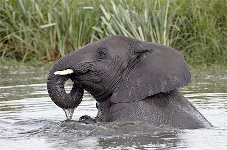 simsearch:649-09111541,k - Young African elephant (Loxodonta africana) playing in the water, Serengeti National Park, UNESCO World Heritage Site, Tanzania, East Africa, Africa Stock Photo - Rights-Managed, Code: 841-05960942
