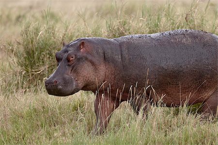 simsearch:841-07457440,k - Hippopotamus (Hippopotamus amphibius) out of the water, Serengeti National Park, Tanzania, East Africa, Africa Foto de stock - Con derechos protegidos, Código: 841-05960943