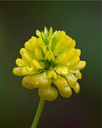 Hop clover (Trifolium aureum) (Trifolium agrarium), Idaho Panhandle National Forests, Idaho, United States of America, North America Foto de stock - Con derechos protegidos, Código: 841-05960956