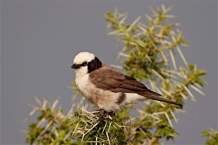 simsearch:841-05961026,k - Nördliche Raubwürger weiß gekrönt (Kaffernsegler Würger) (Eurocephalus Rueppelli), Serengeti Nationalpark, Tansania, Ostafrika, Afrika Stockbilder - Lizenzpflichtiges, Bildnummer: 841-05960969