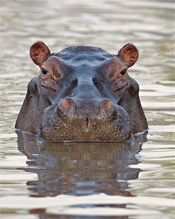 safari a animals - Hippopotamus (Hippopotamus amphibius), Serengeti National Park, Tanzania, East Africa, Africa Stock Photo - Rights-Managed, Code: 841-05960975