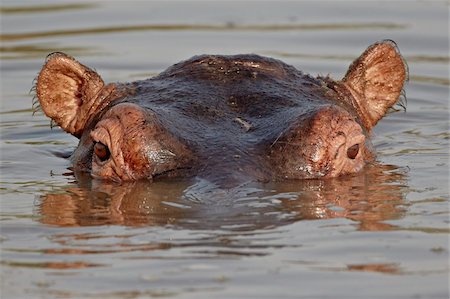 safari animals not people not illustrations - Hippopotamus (Hippopotamus amphibius), Serengeti National Park, Tanzania, East Africa, Africa Stock Photo - Rights-Managed, Code: 841-05960978