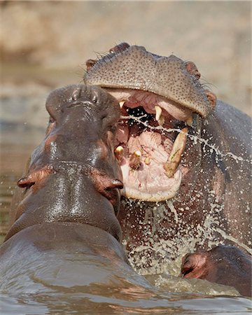 Two hippopotamus (Hippopotamus amphibius) sparring, Serengeti National Park, Tanzania, East Africa, Africa Foto de stock - Con derechos protegidos, Código: 841-05960979