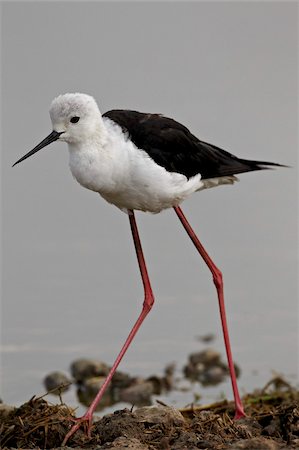 Échasse blanche (Himantopus himantopus), Parc National du Serengeti, Tanzanie, Afrique de l'est, Afrique Photographie de stock - Rights-Managed, Code: 841-05960972