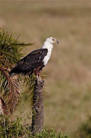 simsearch:841-05960968,k - African fish eagle (Haliaeetus vocifer), Serengeti National Park, Tanzania, East Africa, Africa Stock Photo - Rights-Managed, Code: 841-05960984