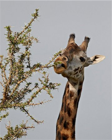 simsearch:6119-08269122,k - Masai giraffe (Giraffa camelopardalis tippelskirchi) feeding, Serengeti National Park, Tanzania, East Africa, Africa Foto de stock - Con derechos protegidos, Código: 841-05960989