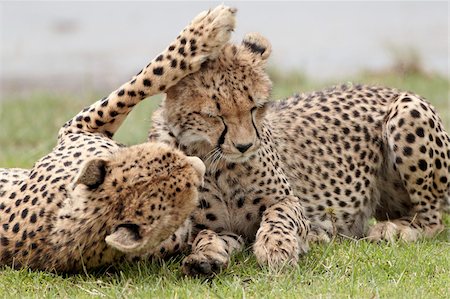 simsearch:6119-08211425,k - Cheetah (Acinonyx jubatus) mother and an old cub, Serengeti National Park, Tanzania, East Africa, Africa Foto de stock - Con derechos protegidos, Código: 841-05960995