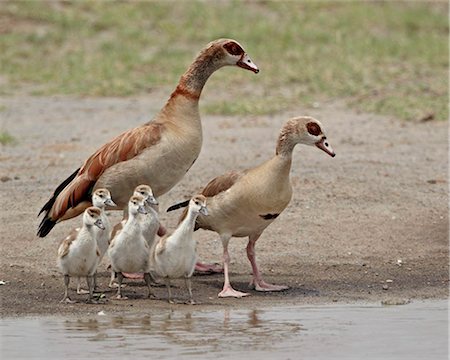 egyptian goose - Egyptian goose (Alopochen aegyptiacus) adults and chicks, Serengeti National Park, Tanzania, East Africa, Africa Stock Photo - Rights-Managed, Code: 841-05960997