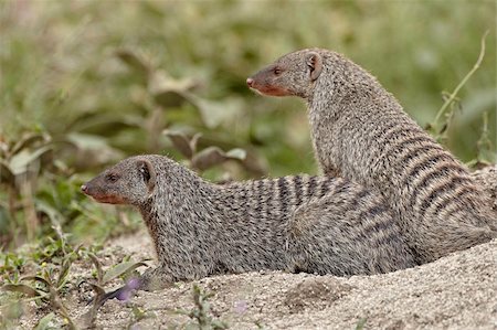 simsearch:841-05960970,k - Deux Mangouste rayée (Mungos mungo), Parc National du Serengeti, Tanzanie, Afrique de l'est, Afrique Photographie de stock - Rights-Managed, Code: 841-05960998