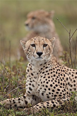 front view of a cheetah - Cheetah (Acinonyx jubatus) brothers, Serengeti National Park, Tanzania, East Africa, Africa Stock Photo - Rights-Managed, Code: 841-05960990