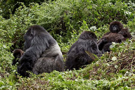 Four mountain gorillas (Gorilla gorilla beringei) of the Amahoro group, Volcanoes National Park, Rwanda, Africa Foto de stock - Con derechos protegidos, Código: 841-05961004