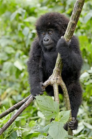 Gorille de montagne infantile (Gorilla gorilla beringei) du groupe Dridou escalade une vigne, Parc National des volcans, Rwanda, Afrique Photographie de stock - Rights-Managed, Code: 841-05961006