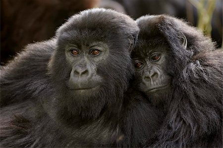 Deux jeunes gorilles (Gorilla gorilla beringei) du Umubano groupe, Parc National des volcans, Rwanda, Afrique Photographie de stock - Rights-Managed, Code: 841-05961008