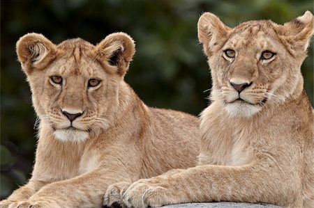 Two lion (Panthera leo) cubs, Serengeti National Park, Tanzania, East Africa, Africa Stock Photo - Rights-Managed, Code: 841-05961002