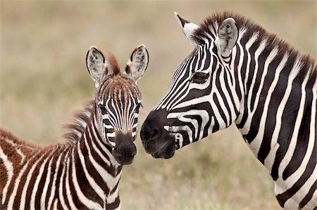 puledro - Common zebra or Burchell's zebra (Equus burchelli) foal and mare, Serengeti National Park, Tanzania, East Africa, Africa Fotografie stock - Rights-Managed, Codice: 841-05961014