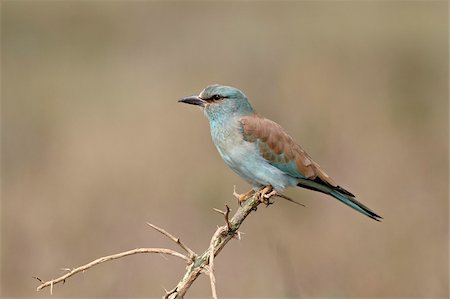 European roller (Coracias garrulus), Serengeti National Park, Tanzania, East Africa, Africa Stock Photo - Rights-Managed, Code: 841-05961026