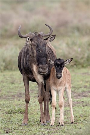 simsearch:841-05961069,k - Blue wildebeest (brindled gnu) (Connochaetes taurinus) cow and calf, Serengeti National Park, Tanzania, East Africa, Africa Stock Photo - Rights-Managed, Code: 841-05961023