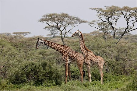 safari a animals - Two Masai giraffe (Giraffa camelopardalis tippelskirchi), Serengeti National Park, Tanzania, East Africa, Africa Stock Photo - Rights-Managed, Code: 841-05961035