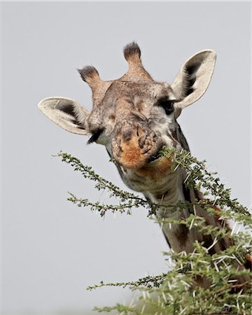 simsearch:841-05961010,k - Masai giraffe (Giraffa camelopardalis tippelskirchi) eating, Serengeti National Park, Tanzania, East Africa, Africa Foto de stock - Con derechos protegidos, Código: 841-05961037