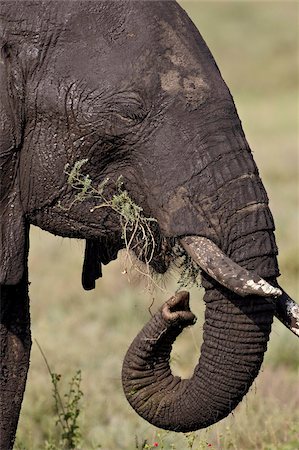 elephant eat leaf - African elephant (Loxodonta africana) eating, Serengeti National Park, Tanzania, East Africa, Africa Stock Photo - Rights-Managed, Code: 841-05961039