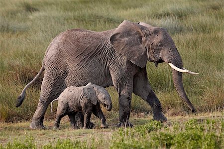 safari animal - African elephant (Loxodonta africana) mother and baby, Serengeti National Park, Tanzania, East Africa, Africa Stock Photo - Rights-Managed, Code: 841-05961045