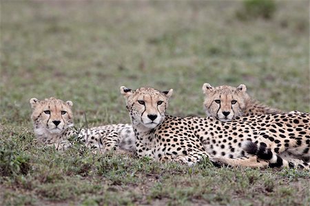 serengeti national park - Cheetah (Acinonyx jubatus) mother and two cubs, Serengeti National Park, Tanzania, East Africa, Africa Foto de stock - Con derechos protegidos, Código: 841-05961049