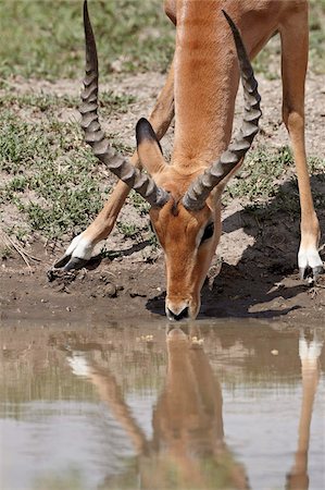 simsearch:841-05961026,k - Männlicher Impala (Aepyceros Melampus) trinken, Serengeti Nationalpark, Tansania, Ostafrika, Afrika Stockbilder - Lizenzpflichtiges, Bildnummer: 841-05961054