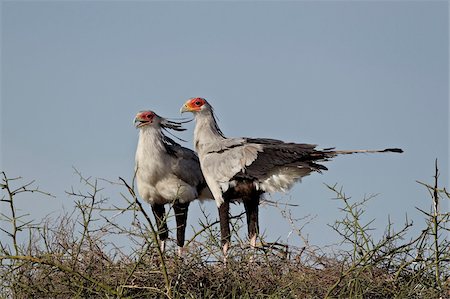 simsearch:841-05961061,k - Paire de bateleur (Sagittarius serpentarius) au sommet de leur nid, Parc National du Serengeti en Tanzanie, Afrique de l'est, Afrique Photographie de stock - Rights-Managed, Code: 841-05961057