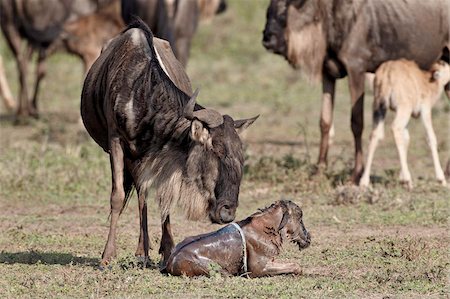 simsearch:841-05961075,k - Newborn blue wildebeest (brindled gnu) (Connochaetes taurinus), Serengeti National Park, Tanzania, East Africa, Africa Fotografie stock - Rights-Managed, Codice: 841-05961051