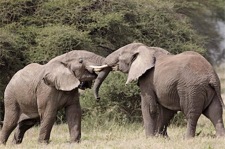 Two African elephant (Loxodonta africana) sparring, Serengeti National Park, Tanzania, East Africa, Africa Stock Photo - Rights-Managed, Code: 841-05961069