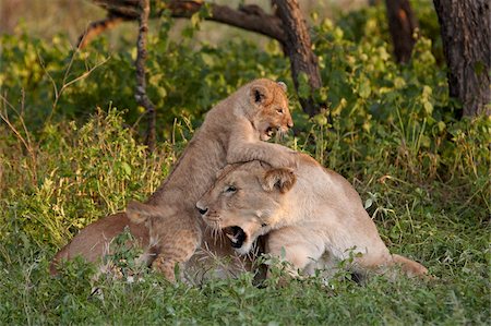 female lion with cubs - Lion (Panthera leo) cub playing on its mother, Serengeti National Park, Tanzania, East Africa, Africa Stock Photo - Rights-Managed, Code: 841-05961060
